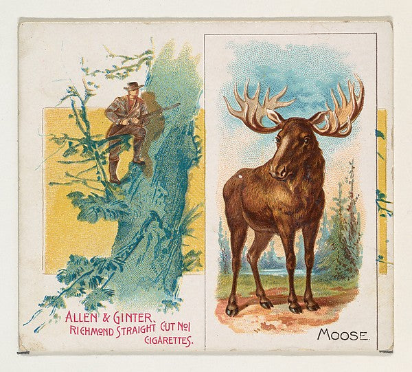 :Moose from Quadrupeds series for Allen & Ginter Cigarettes -16x12"(A3) Poster