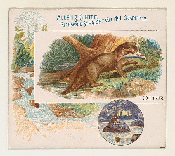 :Otter from Quadrupeds series for Allen & Ginter Cigarettes -16x12"(A3) Poster