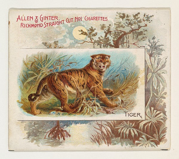 :Tiger from Quadrupeds series for Allen & Ginter Cigarettes -16x12"(A3) Poster
