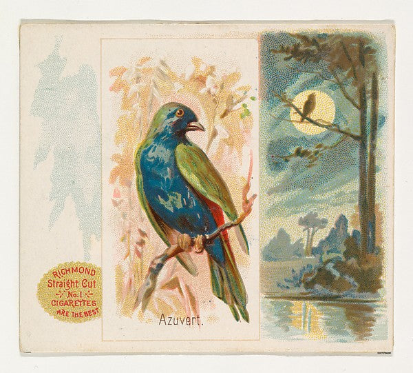 :Azuvert from the Song Birds of the World series for Allen &-16x12"(A3) Poster