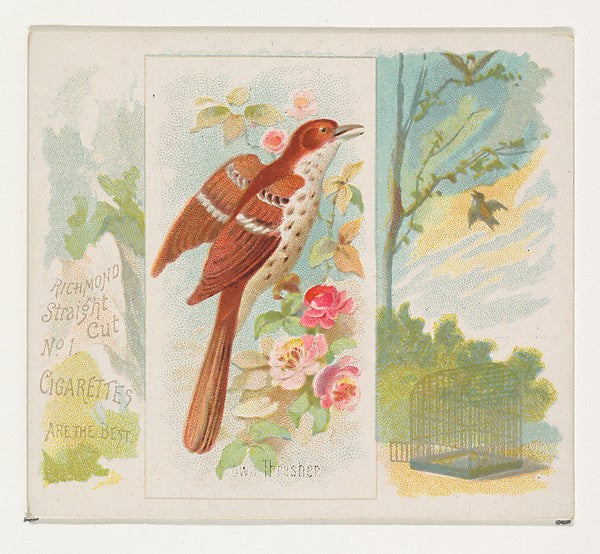 :Brown Thrasher from the Song Birds of the World series for -16x12"(A3) Poster