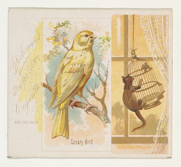 :Canary Bird from the Song Birds of the World series for All-16x12"(A3) Poster