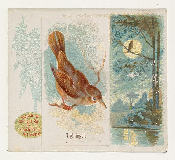 :Nightingale from the Song Birds of the World series for All-16x12"(A3) Poster
