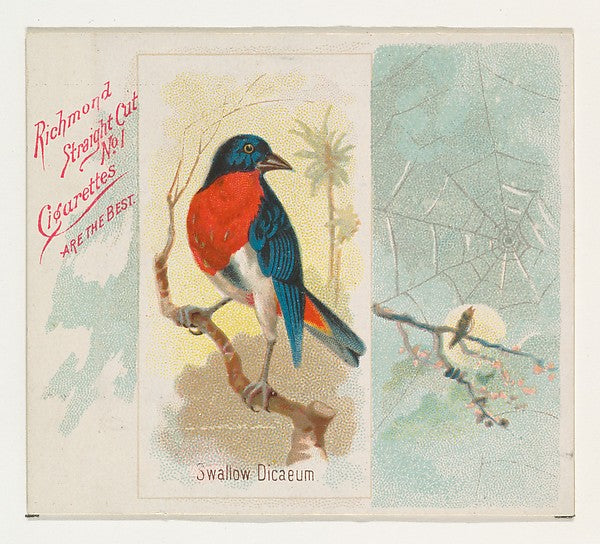 :Swallow Dicaeum from the Song Birds of the World series for-16x12"(A3) Poster