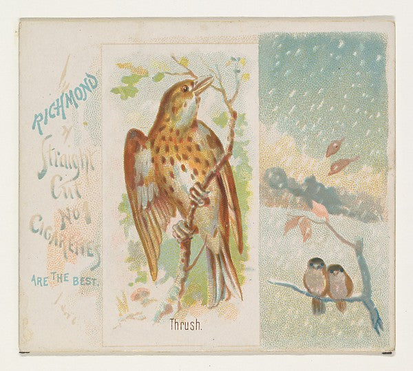 :Thrush from the Song Birds of the World series for Allen & -16x12"(A3) Poster