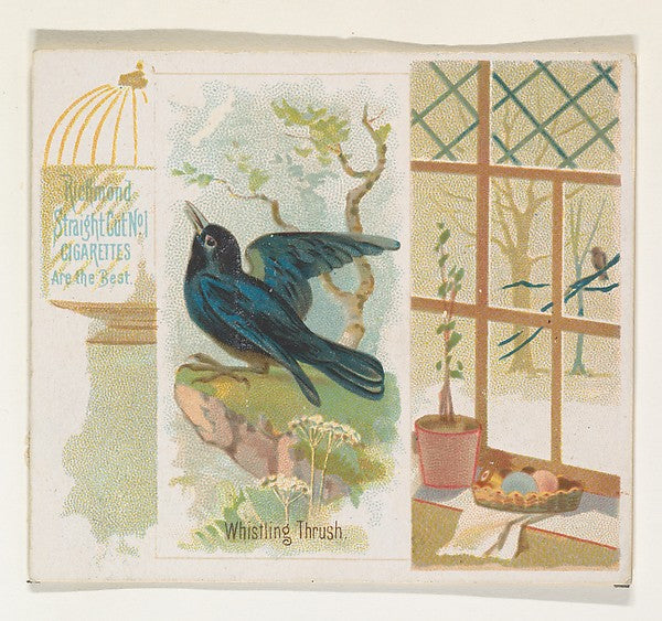 :Whistling Thrush from the Song Birds of the World series fo-16x12"(A3) Poster
