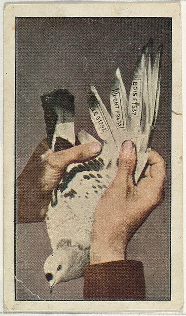Historic photograph by Underwood & Underwood - Card No. 74 Bel, Poster Print Wall Art