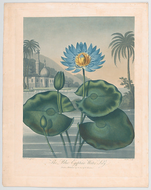 The Blue Egyptian Water Lily from "The Temple of Flora or Ga, Poster Print Wall Art