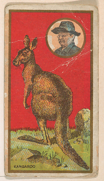 :Kangaroo from the "Teddy's Trophies" series for the America-16x12"(A3) Poster