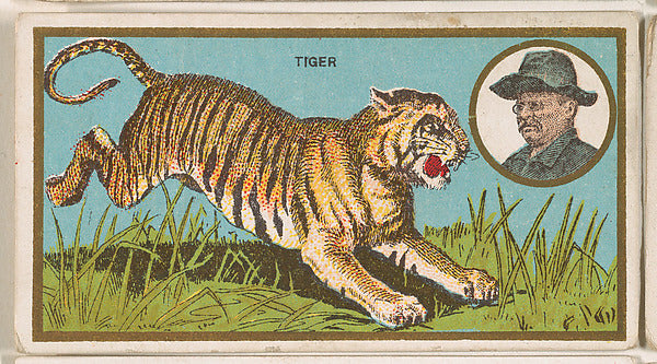:Tiger from the "Teddy's Trophies" series for the American C-16x12"(A3) Poster