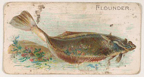 :Flounder from the Zoo Fish series issued by The Philadelphi-16x12"(A3) Poster