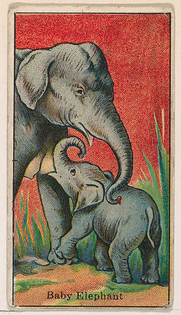 :Baby Elephant from The Circus series issued by Messer's Gum-16x12"(A3) Poster