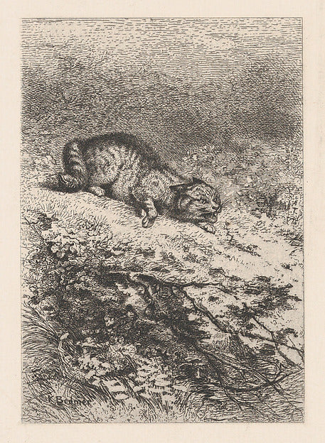 Karl Bodmer:Wild Cat c1860-16x12"(A3) Poster