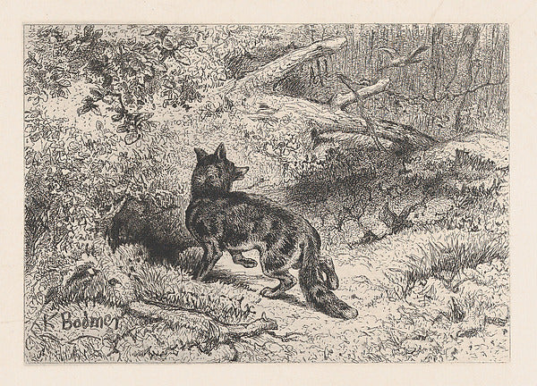 Karl Bodmer:A Fox c1860-16x12"(A3) Poster