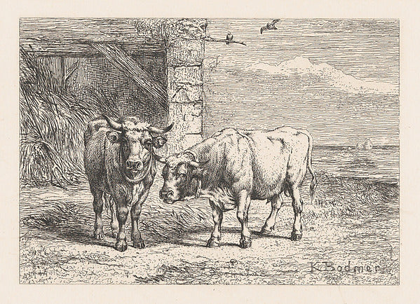 Karl Bodmer:Bulls c1860-16x12"(A3) Poster