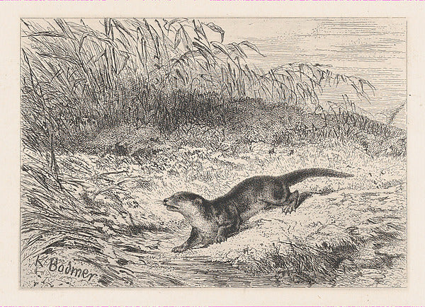 Karl Bodmer:An Otter c1860-16x12"(A3) Poster