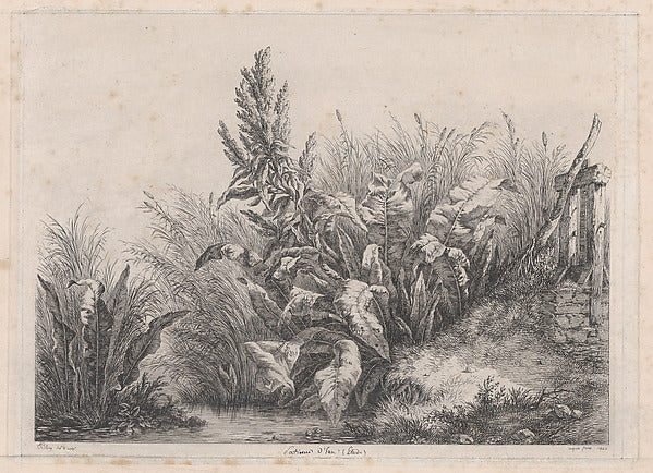 Eugène Stanislas Alexandre Bléry:Great Water Dock Plant 1840-16x12"(A3) Poster