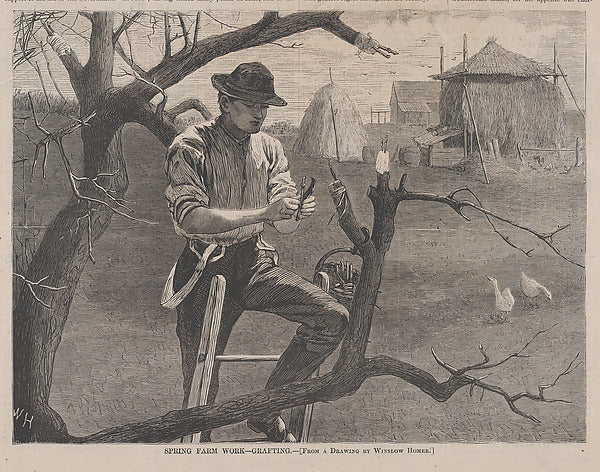 Spring Farm Work – Grafting – From a Drawing by Winslow Homer , Poster Print