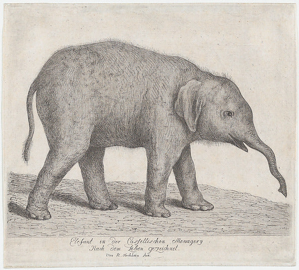 A Young Elephant n.d.-Johann Heinrich Tischbein the Younger, Poster Print