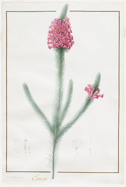 Pierre Joseph Redouté:Erica Fulgida 1813-16x12"(A3) Poster