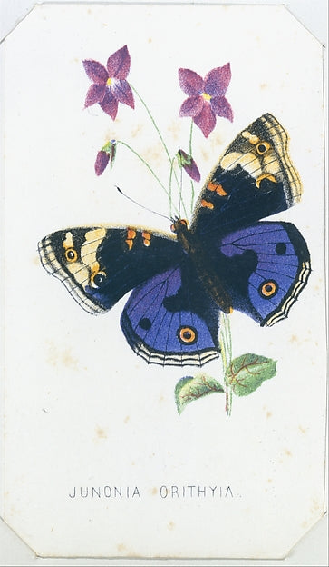 Junionia Orithyia from The Butterflies and Moths of America Pa, Poster Print Wall Art