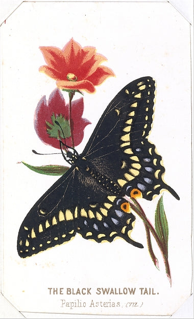 The Black Swallowtail from The Butterflies and Moths of Americ, Poster Print Wall Art