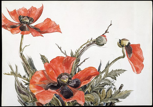 Charles Demuth:Red Poppies 1929-16x12"(A3) Poster