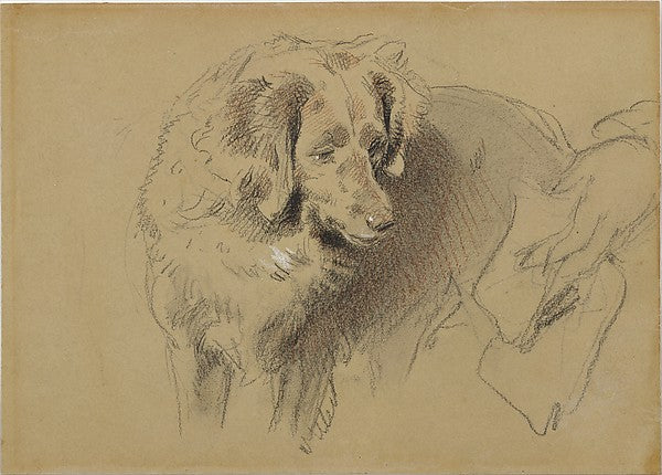 Study of a Dog 1820–73-Sir Edwin Henry Landseer,16x12"(A3) Poster