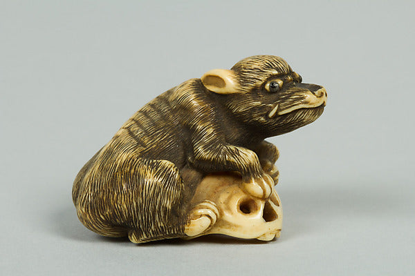 Netsuke of Boar with a Human Skull 19th cent, Poster Print