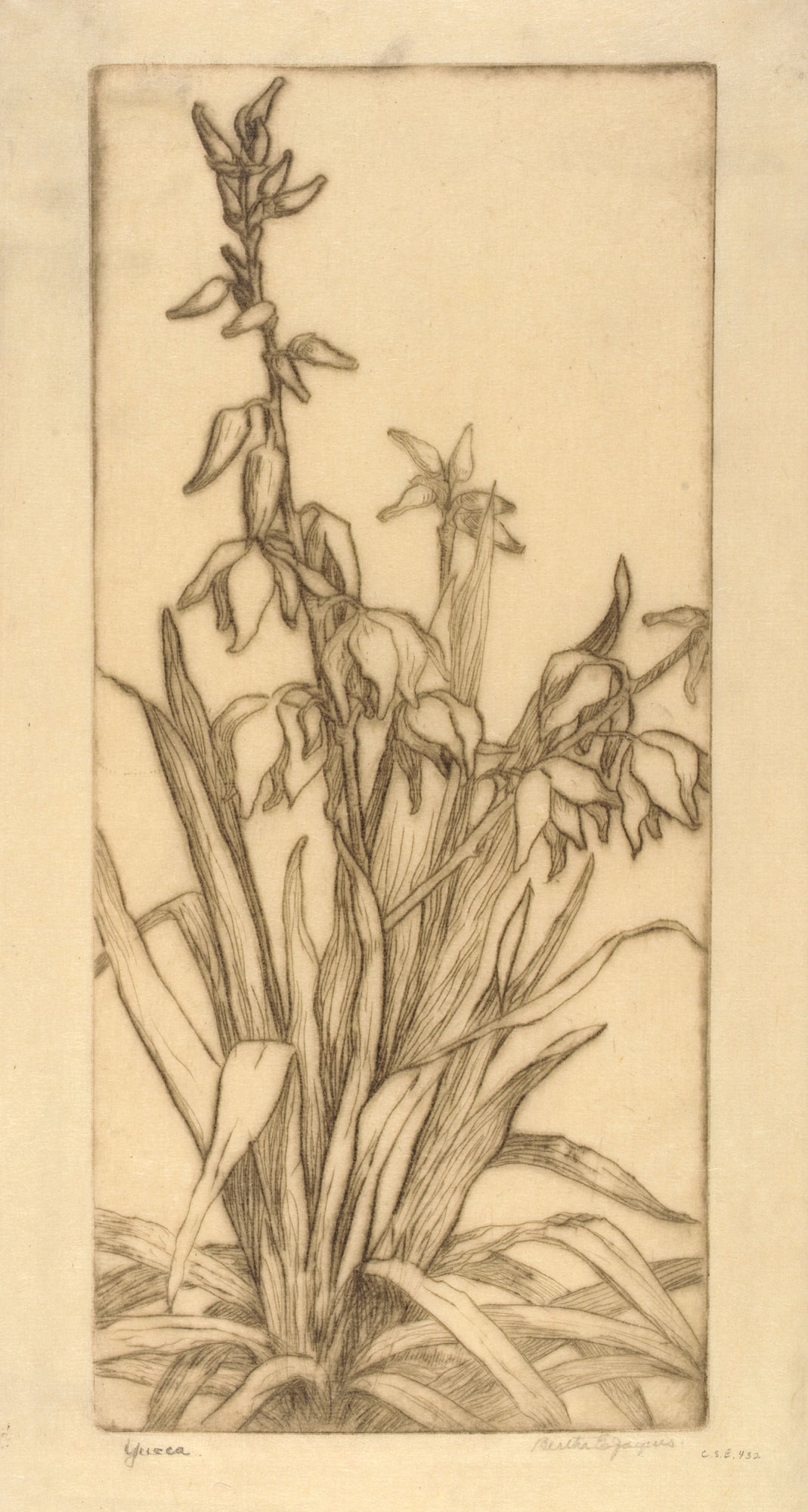 Bertha E. Jaques:Yucca,16x12"(A3)Poster