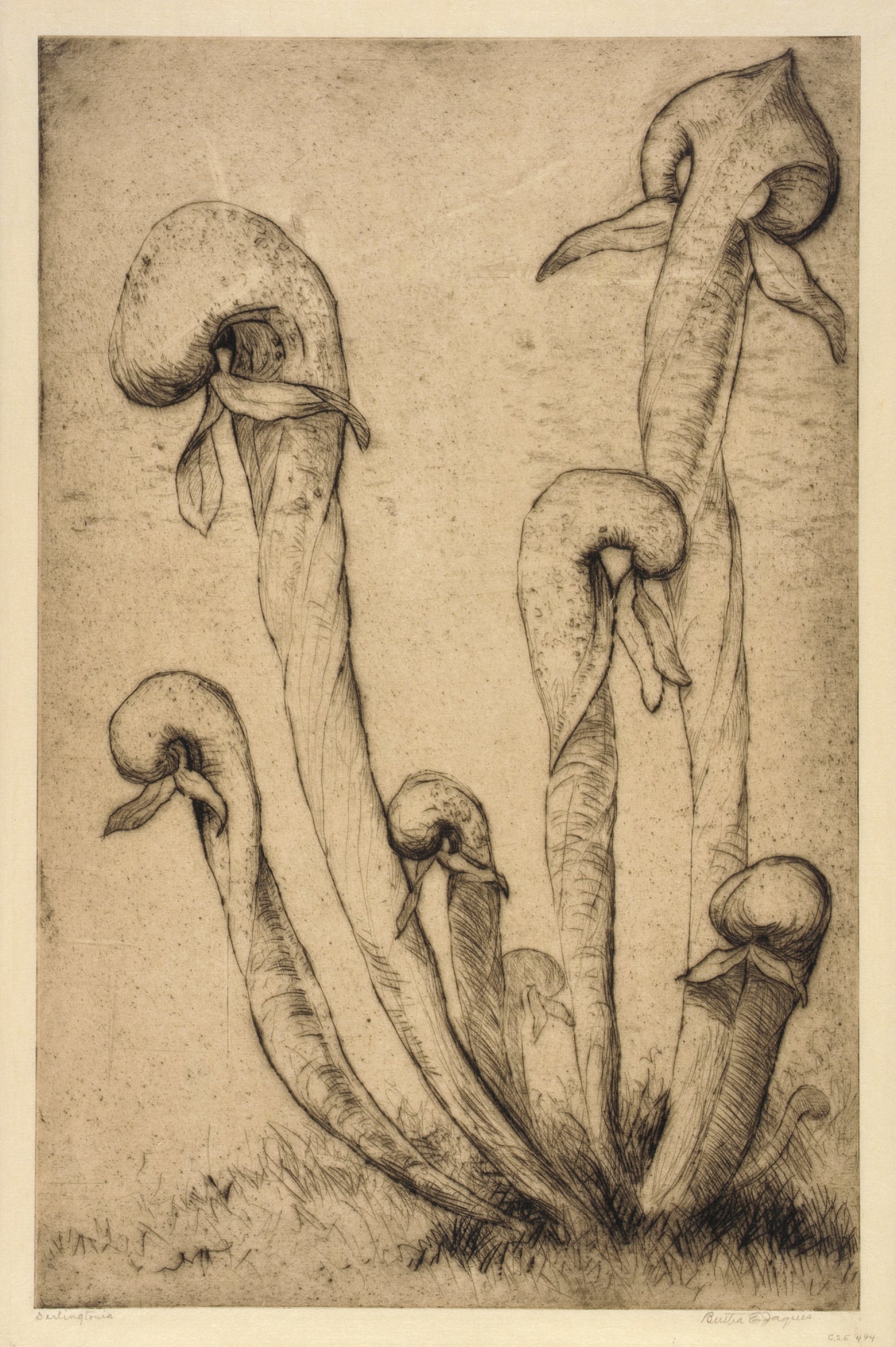 Bertha E. Jaques:Darlingtonia,16x12"(A3)Poster
