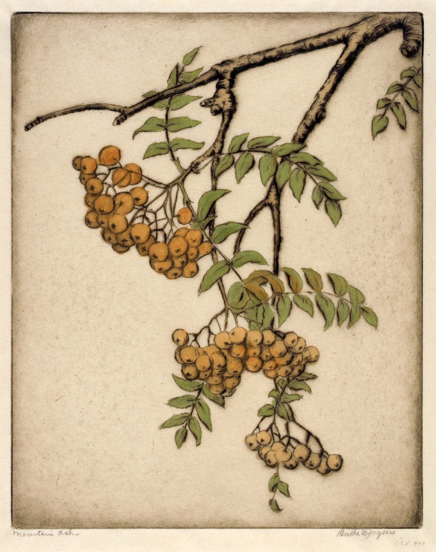 Bertha E. Jaques:Mountain Ash,16x12"(A3)Poster