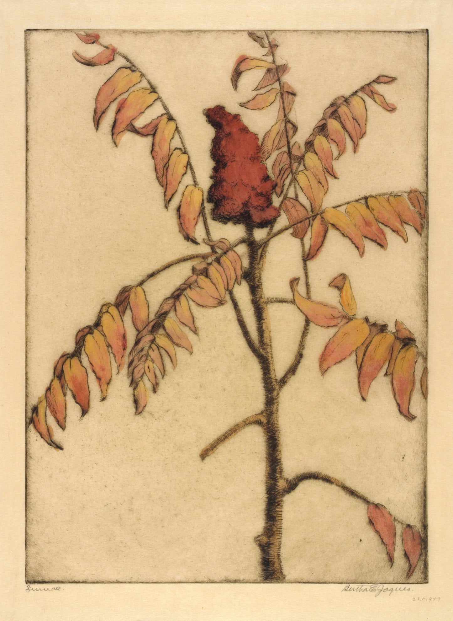 Bertha E. Jaques:Sumac,16x12"(A3)Poster