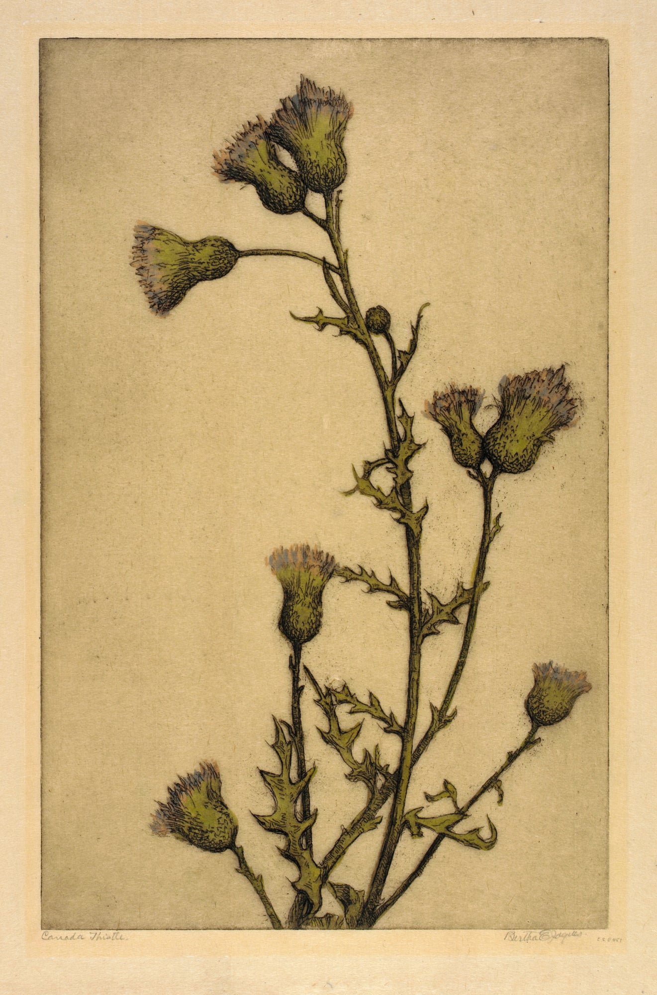 Bertha E. Jaques:Canada Thistle,16x12"(A3)Poster