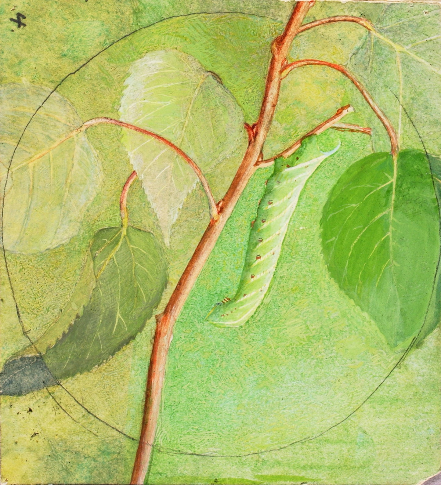 Abbott Handerson Thayer:Sphinx Caterpillar, study for book C,16x12"(A3)Poster