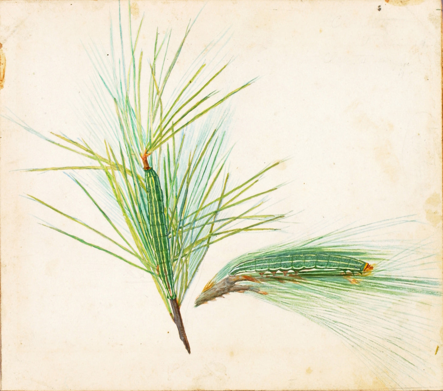 Gerald H. Thayer:Pine-Tuft Caterpillar, study for book Conce,16x12"(A3)Poster