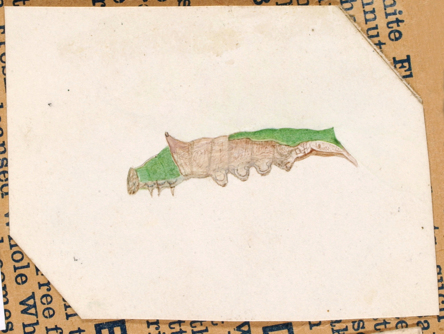 Gerald H. Thayer:Oak Leaf Edge Caterpillar, study for book C,16x12"(A3)Poster