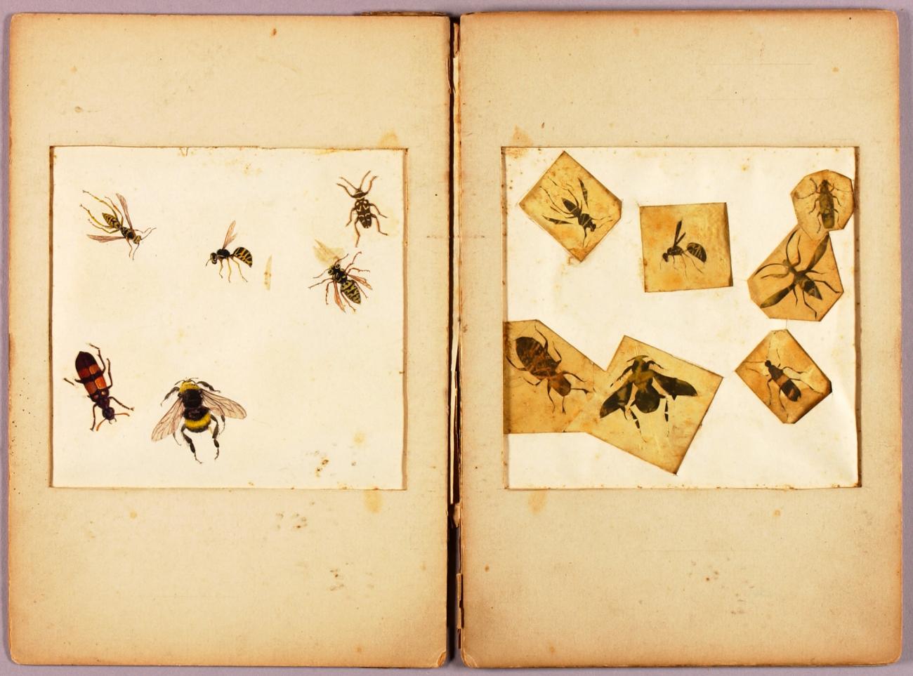 Abbott Handerson Thayer:INSECTS--Colored (Best Bumblebees...,16x12"(A3)Poster