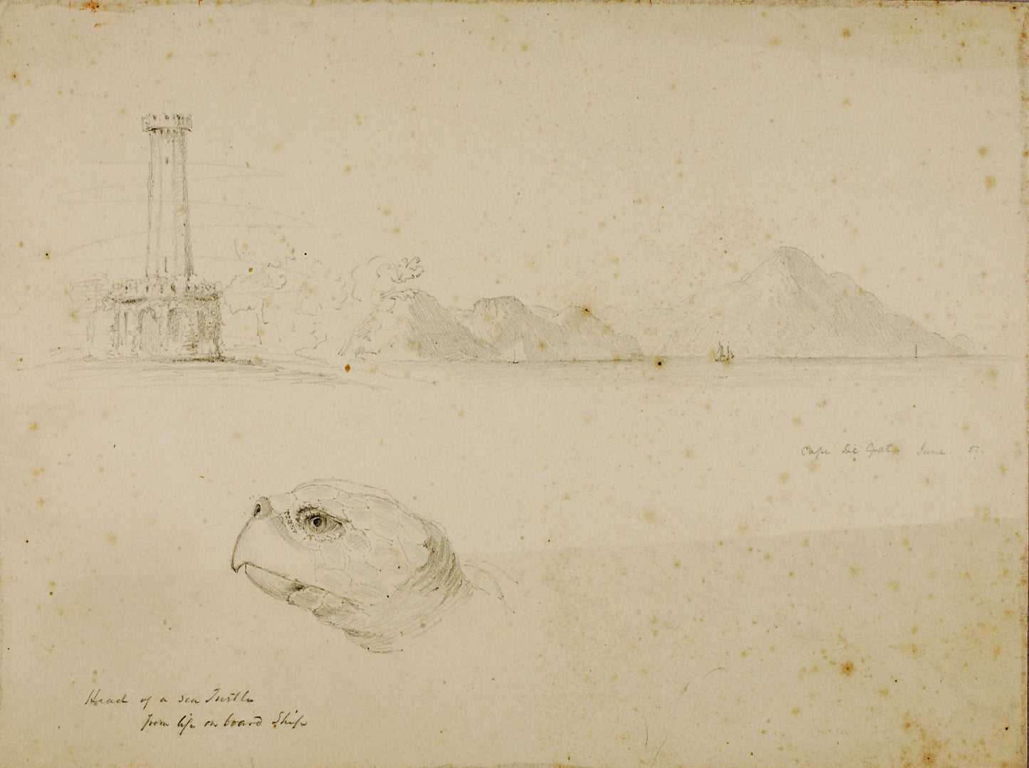 Miner Kilbourne Kellogg:Head of Sea Turtle,16x12"(A3)Poster