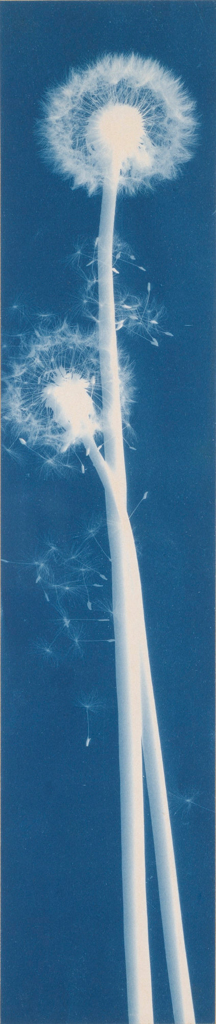 Bertha E. Jaques:Dandelion Seeds, Taraxacium Officinale,16x12"(A3)Poster