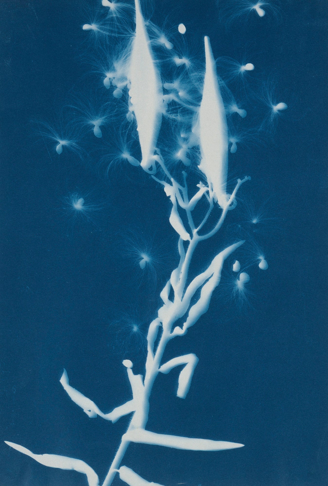 Bertha E. Jaques:Milkweed Pods, Asclepias Cornuti,16x12"(A3)Poster