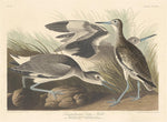 Robert Havell after John James Audubon:Semi-palmated Snipe o,16x12"(A3) Poster