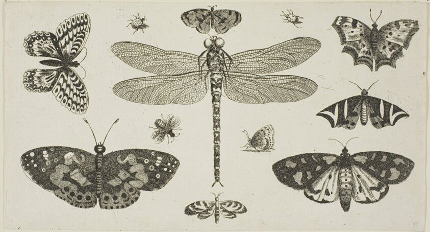 A Dragonfly, Ladybirds, and Butterflies by Wenceslaus Hollar, 23x16"( A2 size) Poster Print