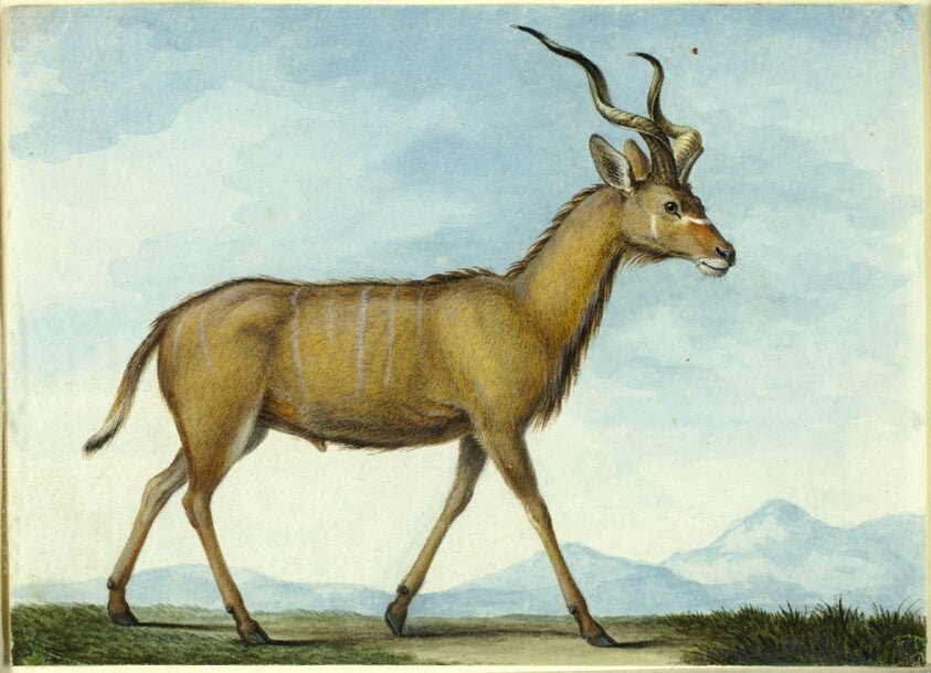 A Kudu by Nicolas Huet, the younger, 23x16"( A2 size) Poster Print
