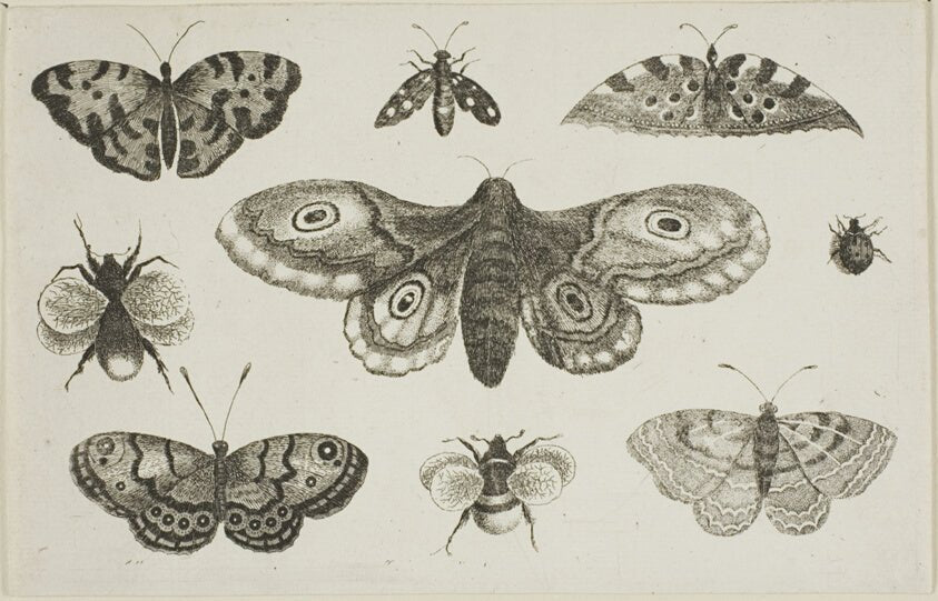 A Moth, Butterflies, and Bees by Wenceslaus Hollar, 23x16"( A2 size) Poster Print