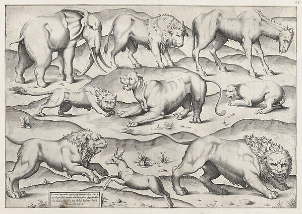 AnonymousSpeculum Romanae Magnificentiae Wild Animals from-16x12"(A3) Poster