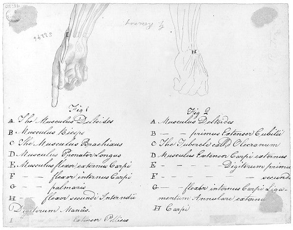 Anotomaical Description of the Hand and the Wrist-After Benjam, Poster Print Wall Art