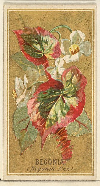 :Begonia from the Flowers series for Old Judge Cigarettes 1890, vintage artwork, 16x12"(A3) Poster Print
