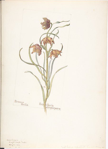 Bronze Bells Fritillaria atropurpurea May 2, 1912-Margaret Ne, vintage art, A3 (16x12") Poster Print