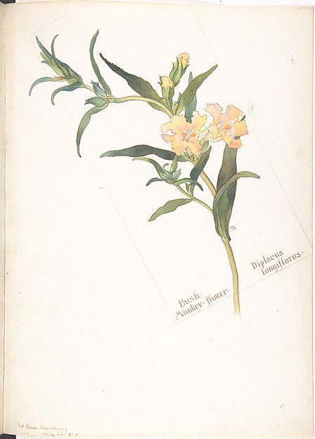 Bush Monkey-flower Diplacus longiflorus May 28, 1912-Margaret, vintage art, A3 (16x12") Poster Print